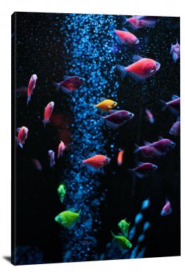 Aquarium Fish, 2020 - Canvas Wrap