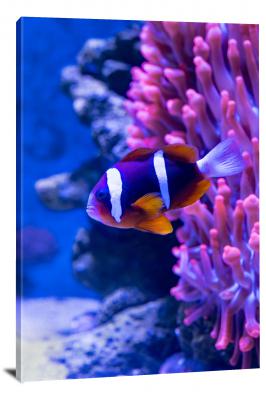 Barrier Reef Anemone Fish, 2021 - Canvas Wrap