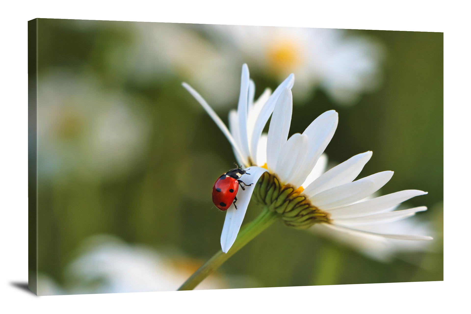 Bent Daisy Petal, 2019 - Canvas Wrap