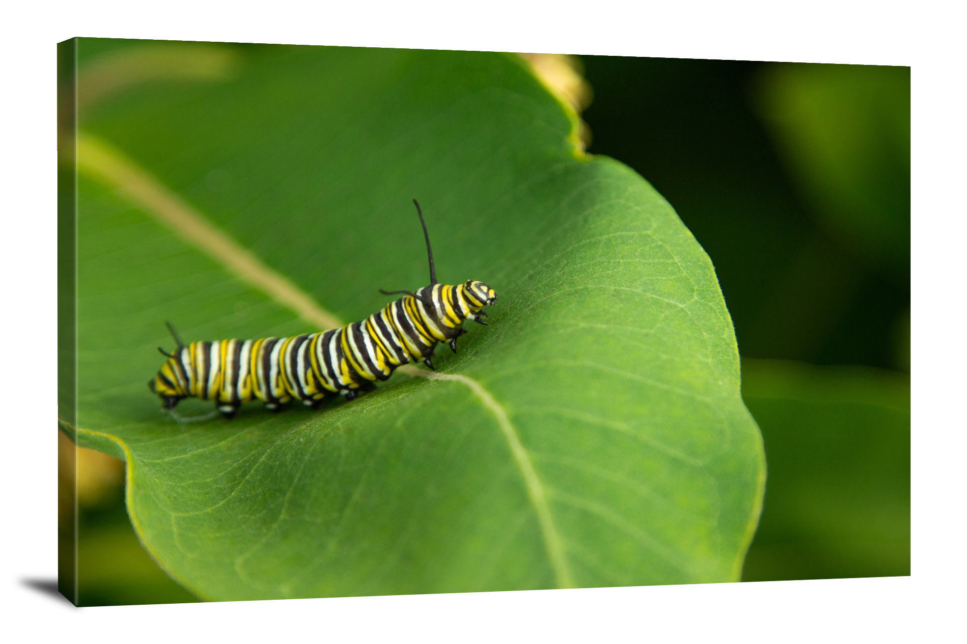 monarch-butterfly-caterpillar-2021-canvas-wrap