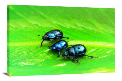 Three Blue Beetles, 2018 - Canvas Wrap