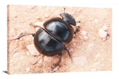 Closeup of a Dung Beetle, 2021 - Canvas Wrap