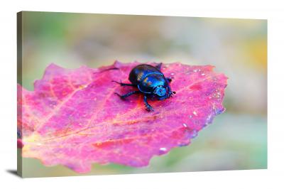 CW6802-insects-beetle-on-a-red-leaf-00
