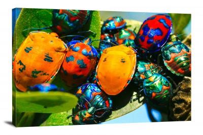 CW6803-insects-jewel-bugs-00