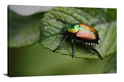 CW6804-insects-colorful-beetle-on-green-leaf-00