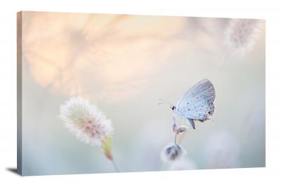 CW6806-insects-an-eastern-tailed-blue-00