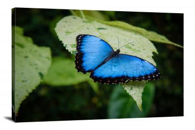 Beautiful Blue Butterfly, 2019 - Canvas Wrap