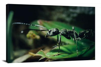 A Carpenter Ant, 2021 - Canvas Wrap