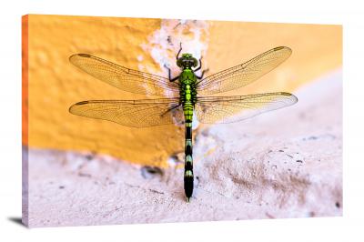CW6813-insects-wall-dragonfly-00