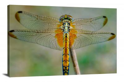 CW6815-insects-details-on-a-dragonfly-00