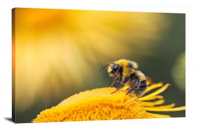 Closeup on a Bee, 2019 - Canvas Wrap
