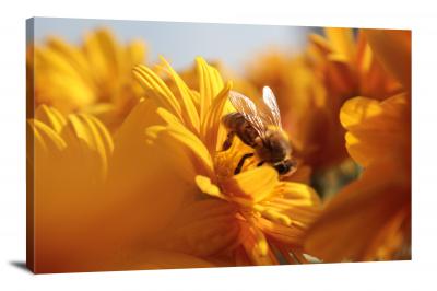 CW6817-insects-bee-in-the-flowers-00