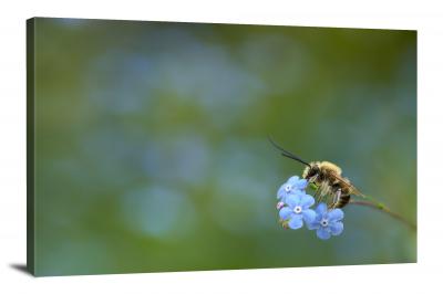CW6818-insects-bee-on-a-blue-flower-00