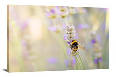 CW6819-insects-bee-on-lavendar-00