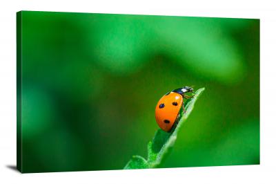CW6821-insects-ladybug-macro-shot-00