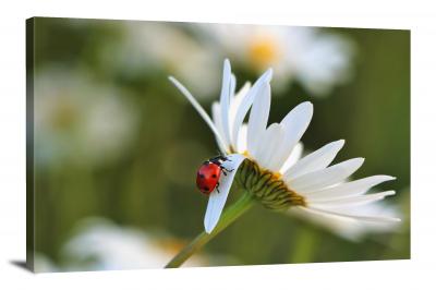 CW6822-insects-bent-daisy-petal-00