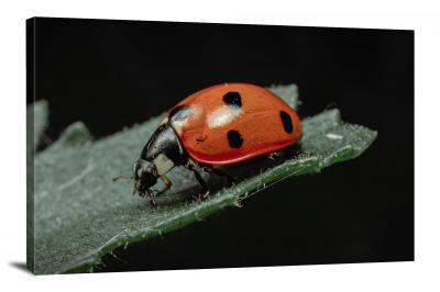 CW6823-insects-studio-ladybug-00