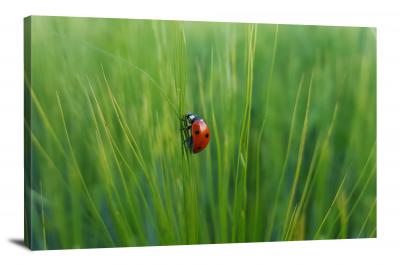 CW6824-insects-ladybug-in-the-grass-00