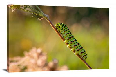 CW6825-insects-caterpillar-in-the-field-00