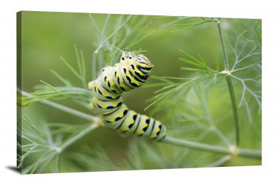 CW6827-insects-curled-swallowtail-00