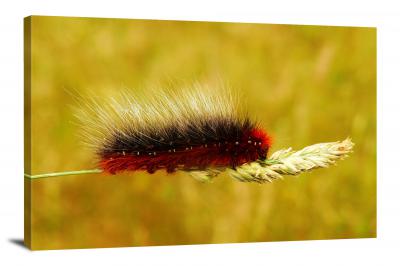 CW6828-insects-hairy-caterpillar-00