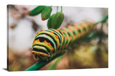 CW6829-insects-closeup-of-caterpillars-face-00