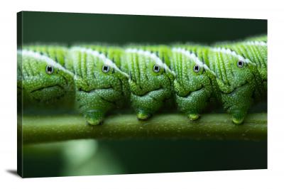 Caterpillar Eyes, 2020 - Canvas Wrap