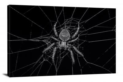 B&W Spiders, 2019 - Canvas Wrap