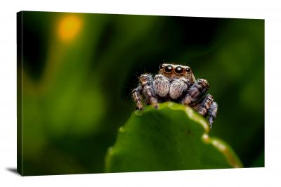 CW6832-insects-cute-spider-00