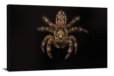 The Hanging Spider, 2021 - Canvas Wrap