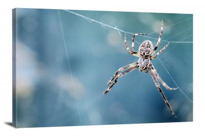 Brown Spider on Web, 2017 - Canvas Wrap