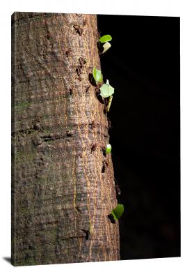 Leaf Cutter Ants on Tree, 2020 - Canvas Wrap