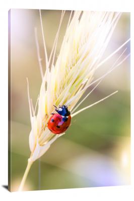 Ladybug on Wheat, 2020 - Canvas Wrap