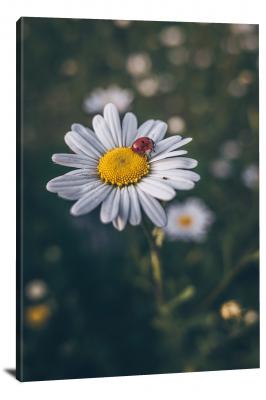 CW6837-insects-ladybird-on-an-oxeye-daisy-00
