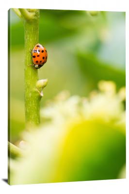 CW6838-insects-ladybug-climbing-down-stem-00