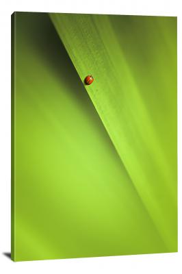 Ladybug on Nature Green Leaf, 2020 - Canvas Wrap