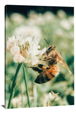 Bee Gathering Nectar, 2017 - Canvas Wrap