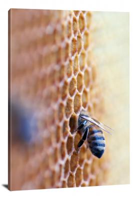 Bee in the Hive, 2019 - Canvas Wrap