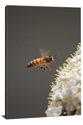 CW6842-insects-bee-hovering-over-the-flower-00