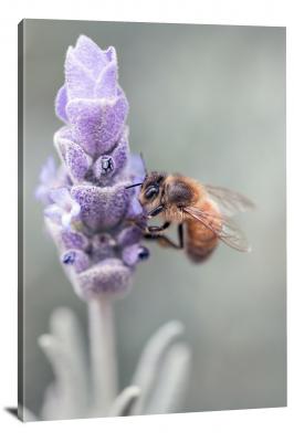 Honeybee Sips from Lavendar, 2021 - Canvas Wrap
