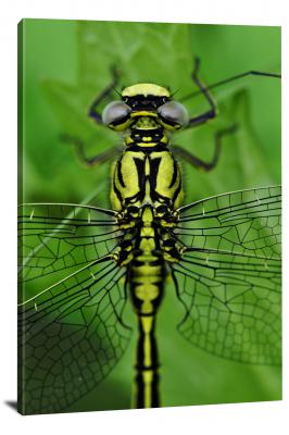 CW6846-insects-macro-of-dragonfly-00