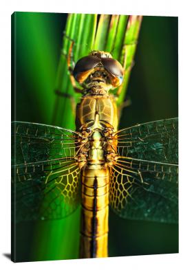 CW6847-insects-macro-of-dragonfly-wings-00