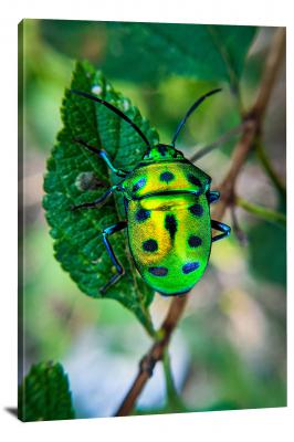 CW6848-insects-green-spotted-beetle-00