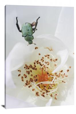 Beetles Diving into the Pollen, 2018 - Canvas Wrap