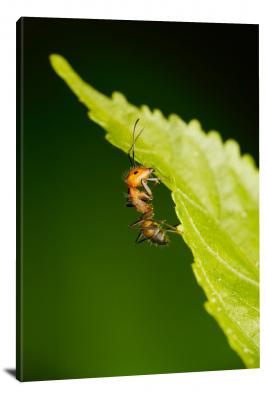 Ant on a Leaf, 2020 - Canvas Wrap