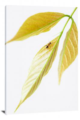 CW6852-insects-yellow-leaf-red-ant-00
