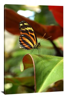 CW6854-insects-butterfly-on-leaf-00