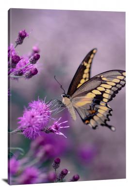 CW6855-insects-purple-flowers-with-butterfly-00