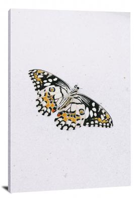 Butterfly on a White Background, 2021 - Canvas Wrap