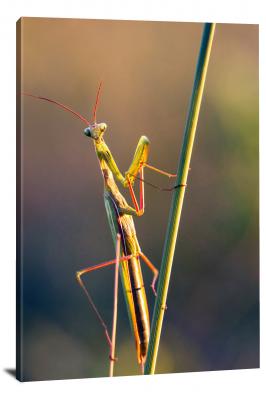 CW6857-insects-praying-mantis-00